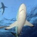 shark_silky_far_jar_v_0295_cub1579.jpg